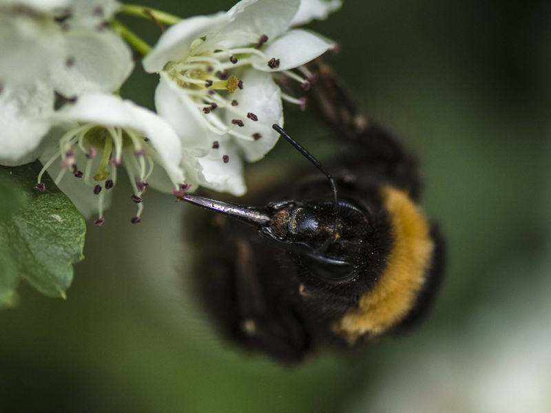 Bombus (Bombus) terrestris o lucorum